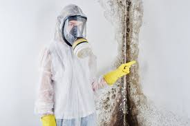 Best Basement Mold Removal  in Patchogue, NY